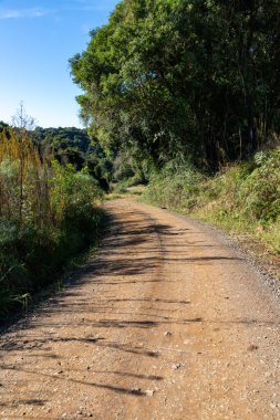 Santa Maria do Herval, Ro Grande do Sul, Brezilya 'da orman ve bitkilerle dolu kirli bir yol.