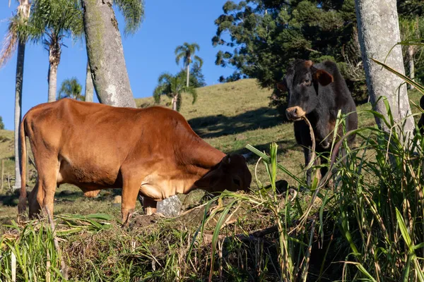 Vaca Pastando Campo Agrícola Santa Maria Herval Grande Sul Brasil — Foto de Stock