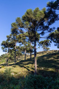 Santa Maria do Herval, Ro Grande do Sul, Brezilya 'daki tarım alanında Araucaria angustifolia ağacı