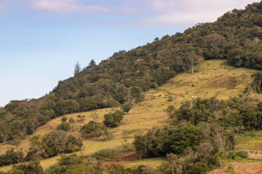 Sao Jose do Hortencio, Rio Grande do Sul, Brezilya 'da sürü ve ormanlı bir çiftlik.