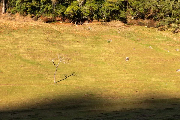 Baum Allein Auf Einem Feld Mit Schatten Monte Alverne Rio — Stockfoto