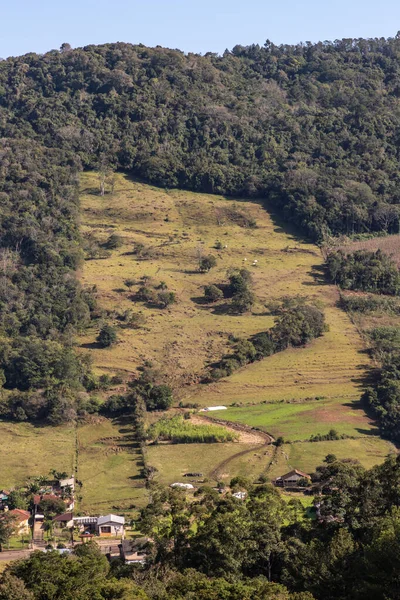 Ferme Avec Troupeau Forêt Autour Sao Jose Hortencio Rio Grande — Photo