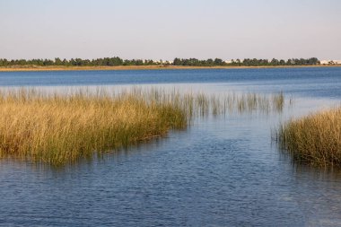 Bitki ve kumla kaplı göl, Bacopari, Mostardas, Rio Grande do Sul, Brezilya