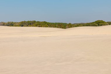 Arka planda orman, Bacopari, Mostardas, Rio Grande do Sul, Brezilya