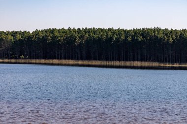 Çam ormanı ve göl, Bacopari, Mustardas, Rio Grande do Sul, Brezilya