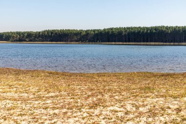 Çam ormanı ve göl, Bacopari, Mustardas, Rio Grande do Sul, Brezilya