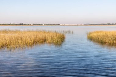 Arka planda bitki örtüsü ve kum tepeleri, Bacopari, Mostardas, Rio Grande do Sul, Brezilya