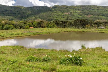 Dağların ardında göl ve orman olan tarla, Santa Maria do Herval, Rio Grande do Sul, Brezilya
