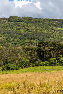 Dağların ardındaki tarla ve orman, Santa Maria do Herval, Rio Grande do Sul, Brezilya