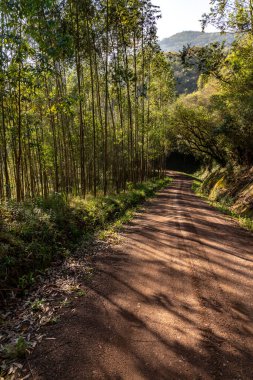 Ormanın çevresindeki kirli yol, Nova Petropolis, Rio Grande do Sul, Brezilya
