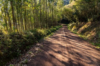 Ormanın çevresindeki kirli yol, Nova Petropolis, Rio Grande do Sul, Brezilya