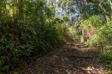 Ormanda, dağlarda ve vadide kirli yollar, Morro Reuter, Rio Grande do Sul, Brezilya