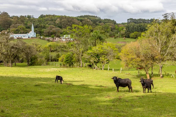 Herd Farm Field Sapiranga Rio Grande Sul Brazil — Stock Photo, Image