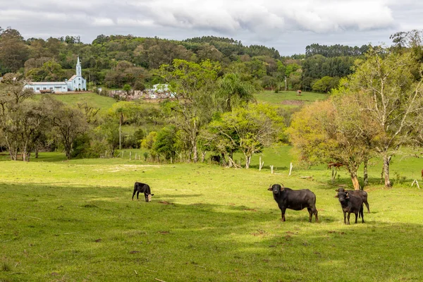 Rebaño Campo Agrícola Sapiranga Rio Grande Sul Brasil — Foto de Stock