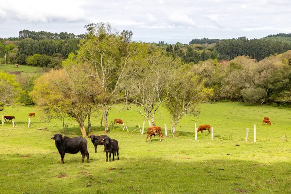 Herd Farm Field Sapiranga Rio Grande Sul Βραζιλία — Φωτογραφία Αρχείου