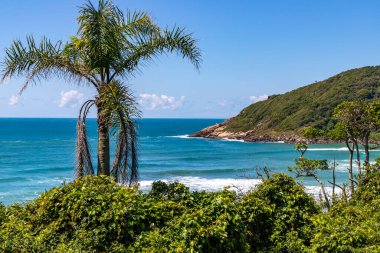 Dalgalar ve bitki örtüsüyle sahil manzarası, Praia Vermelha, Imbituba, Santa Catarina, Brezilya