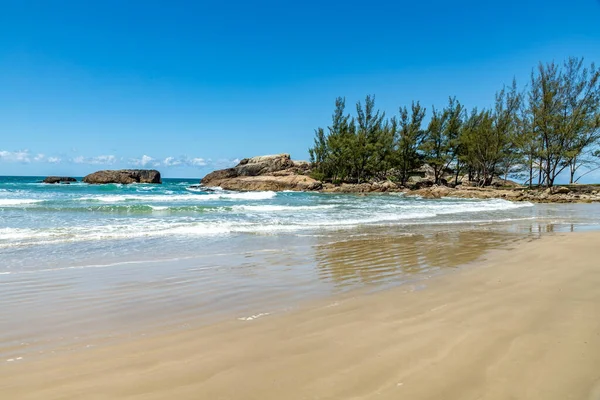 Dennenbomen Rotsen Het Strand Praia Barra Garopaba Santa Catarina Brazilië — Stockfoto