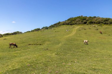 İnek ve ormanlı tarım arazileri, Praia do Rosa, Ibiraquera, Santa Catarina, Brezilya