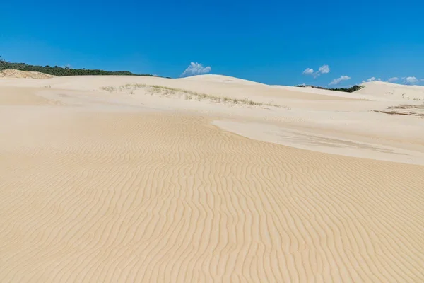 Dunes Vegetation Ribanceira Ibiraquera Imbituba Santa Catarina — 图库照片