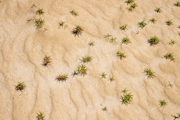 Λεπτομέρειες Για Την Άμμο Και Μικρά Φυτά Ribanceira Ibiraquera Imbituba — Φωτογραφία Αρχείου