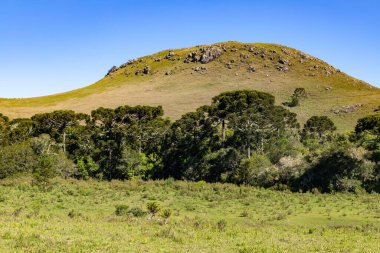 Araucaria ağacı, dağların üzerindeki kayalar ve tarlalar, Sao Jose dos Ausentes, Rio Grande do Sul, Brezilya