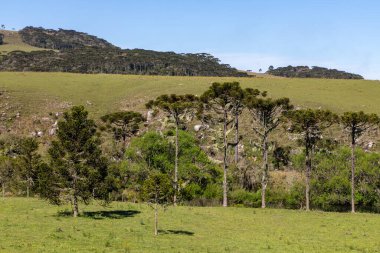 Araucaria ağacı, dağların üzerindeki kayalar ve tarlalar, Sao Jose dos Ausentes, Rio Grande do Sul, Brezilya