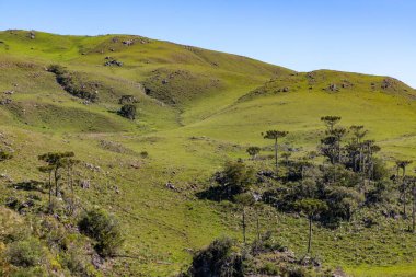 Araucaria ağacı, dağların üzerindeki kayalar ve tarlalar, Sao Jose dos Ausentes, Rio Grande do Sul, Brezilya