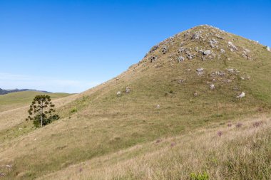 Çam ağacı ve kayalık dağ, Sao Jose dos Ausentes, Rio Grande do Sul, Brezilya