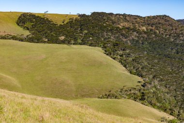 Tarla ve Araucaria Ormanı, Sao Jose dos Ausentes, Rio Grande do Sul, Brezilya
