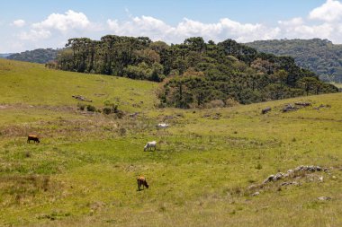 Araucaria Ormanı, Cambara do Sul, Rio Grande do Sul, Brezilya