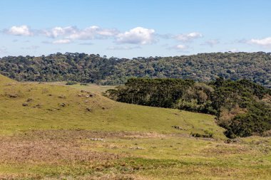 Araucaria Ormanı, Cambara do Sul, Rio Grande do Sul, Brezilya