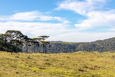 Araucaria Ormanı, Cambara do Sul, Rio Grande do Sul, Brezilya