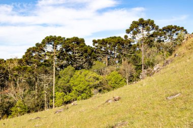 Araucaria Ormanı, Cambara do Sul, Rio Grande do Sul, Brezilya