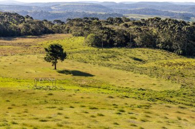 Çiftlik arazisi ve Araucaria ormanı, Cambara do Sul, Rio Grande do Sul, Brezilya
