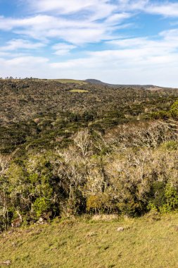 Araucaria Ormanı, Cambara do Sul, Rio Grande do Sul, Brezilya