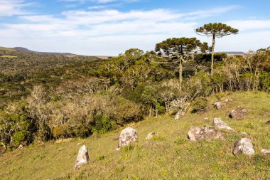 Araucaria Ormanı ve Kayaları, Cambara do Sul, Rio Grande do Sul, Brezilya