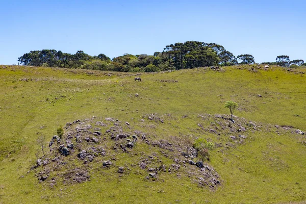 Farm Field Trees Rocks Cambara Sul Rio Grande Sul Brazil — Fotografia de Stock