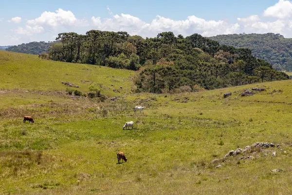 Araucaria Ormanı, Cambara do Sul, Rio Grande do Sul, Brezilya