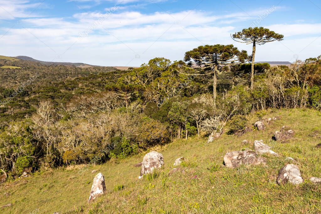Araucaria forest and rocks, Cambara do Sul, Rio Grande do Sul, Brazil