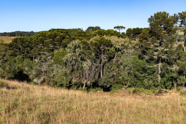 Tarladaki Araucaria ağaçları, Cambara do Sul, Rio Grande do Sul, Brezilya