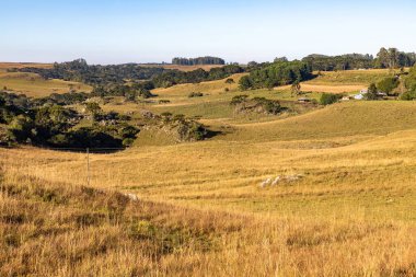 Rocks and Araucaria forest in farm field, Cambara do Sul, Rio Grande do Sul, Brazil