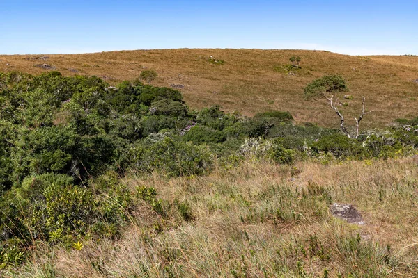 Farm Field Forest Blue Sky Cambara Sul Rio Grande Sul — Fotografia de Stock