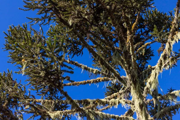 Details Araucaria Tree Cambara Sul Rio Grande Sul Brazil — Zdjęcie stockowe