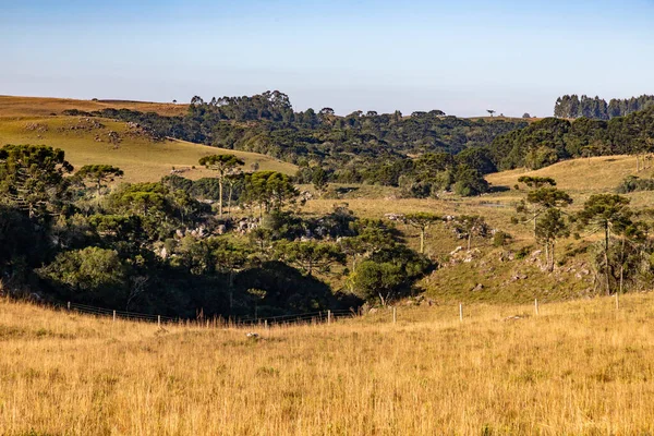 Tarladaki Kayalar ve Araucaria Ormanı, Cambara do Sul, Rio Grande do Sul, Brezilya