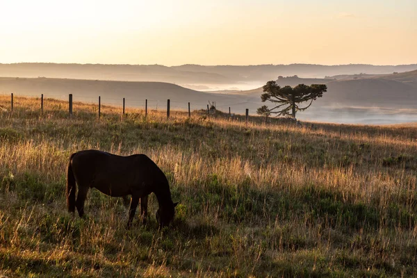 Paard Araucaria Boom Een Boerderij Veld Cambara Sul Rio Grande — Stockfoto