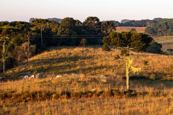 Araucaria ağaçları ve çiftlik arazisi, Cambara do Sul, Rio Grande do Sul, Brezilya