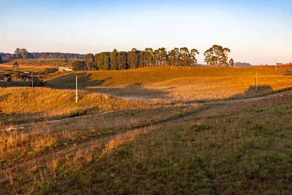 Çimenli ve ağaçlı çiftlik arazisi, Cambara do Sul, Rio Grande do Sul, Brezilya