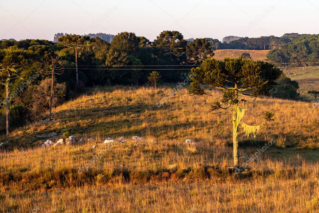 Araucaria trees and farm field, Cambara do Sul, Rio Grande do Sul, Brazil