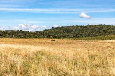Orman ve mavi gökyüzü olan çiftlik arazisi, Cambara do Sul, Rio Grande do Sul, Brezilya
