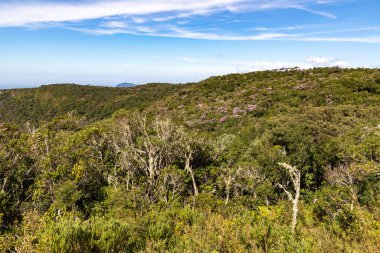 İndios Coroados Kanyonu üzerindeki orman, Cambara do Sul, Rio Grande do Sul, Brezilya